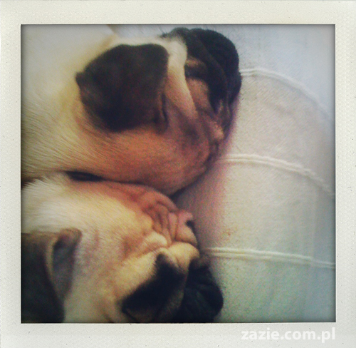 projekt 365 dni 365 days projekt