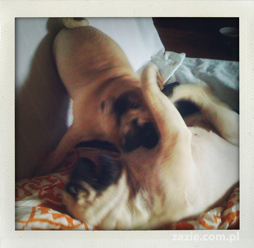 projekt 365  dni 365 days project