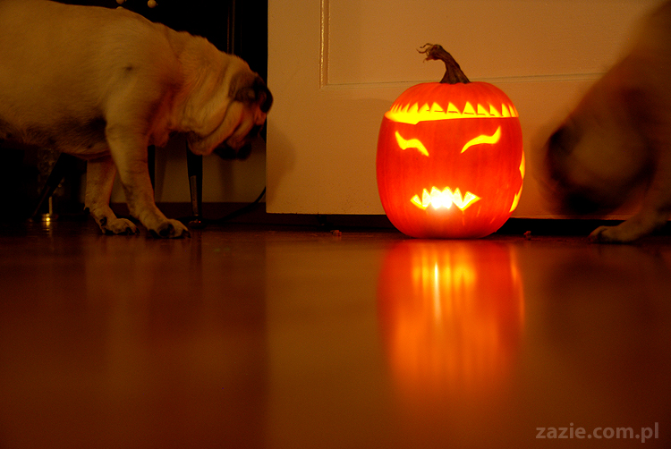 pugs & halloween pumpkin mopsy i dynia na halloween
