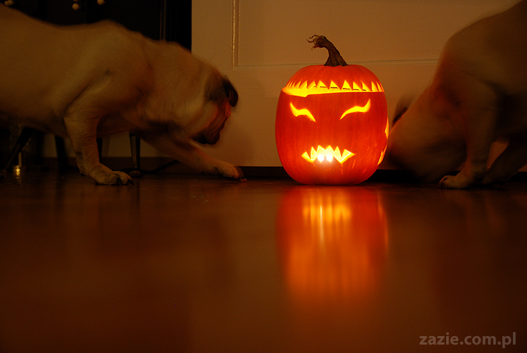 pugs & halloween pumpkin mopsy i dynia na halloween