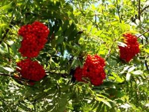 jarzębinę w koszu niesie.