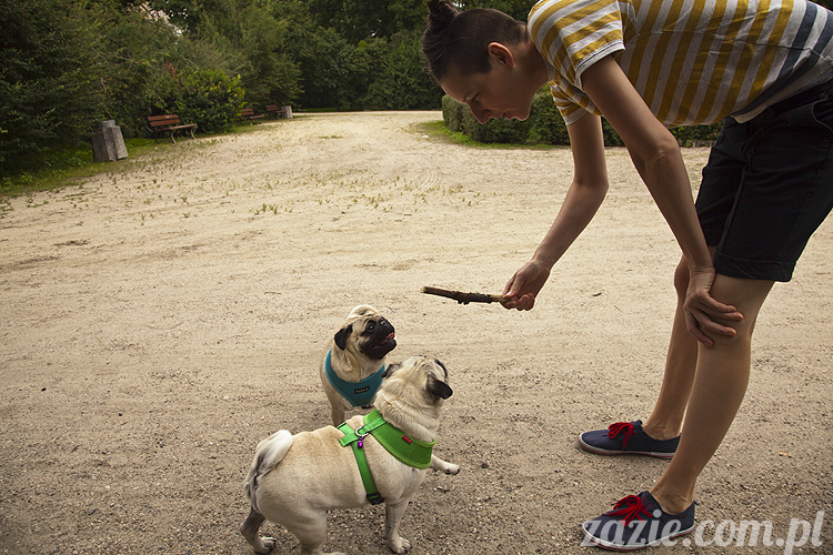 mopsy Kumok i Miszur w parku Sue Ryder na Starej Ochocie mopsy Kumok i Miszur śmieszne psy pugs mopsiki