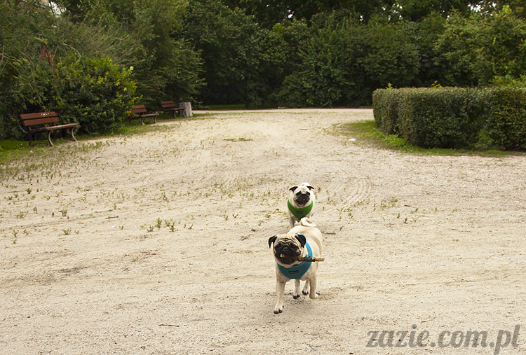 mopsy Kumok i Miszur w parku Sue Ryder na Starej Ochocie mopsy Kumok i Miszur śmieszne psy pugs mopsiki