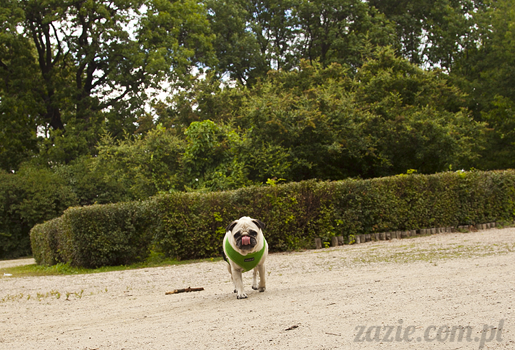 mopsy Kumok i Miszur w parku Sue Ryder na Starej Ochocie mopsy Kumok i Miszur śmieszne psy pugs mopsiki