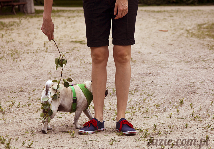 mopsy Kumok i Miszur w parku Sue Ryder na Starej Ochocie mopsy Kumok i Miszur śmieszne psy pugs mopsiki