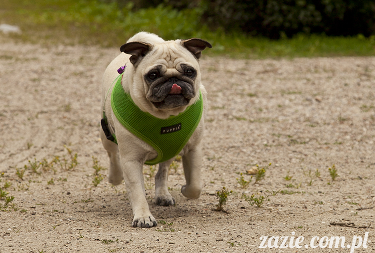 mopsy Kumok i Miszur w parku Sue Ryder na Starej Ochocie mopsy Kumok i Miszur śmieszne psy pugs mopsiki