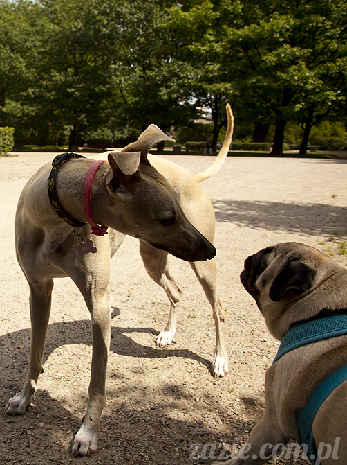 mopsy Kumok i Miszur w parku Sue Ryder na Starej Ochocie mopsy Kumok i Miszur śmieszne psy pugs mopsiki