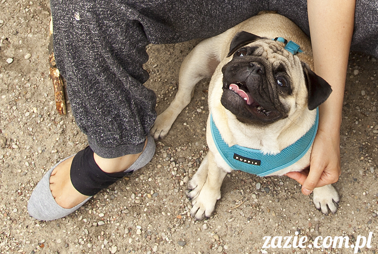 mopsy Kumok i Miszur w parku Sue Ryder na Starej Ochocie mopsy Kumok i Miszur śmieszne psy pugs mopsiki