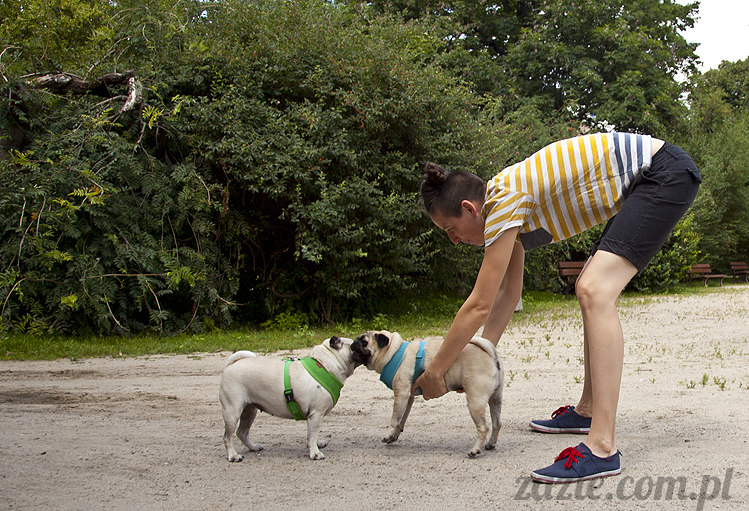 mopsy Kumok i Miszur w parku Sue Ryder na Starej Ochocie mopsy Kumok i Miszur śmieszne psy pugs mopsiki