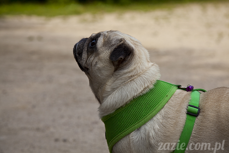 mopsy Kumok i Miszur w parku Sue Ryder na Starej Ochocie mopsy Kumok i Miszur śmieszne psy pugs mopsiki