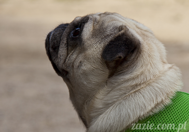 mopsy Kumok i Miszur w parku Sue Ryder na Starej Ochocie mopsy Kumok i Miszur śmieszne psy pugs mopsiki