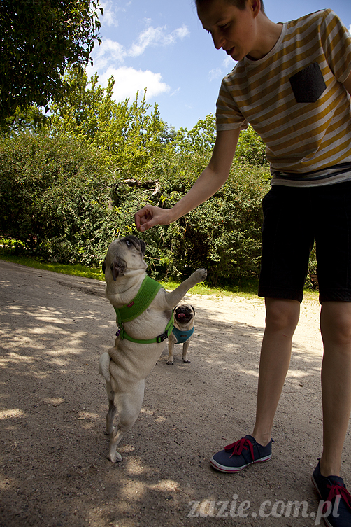 mopsy Kumok i Miszur w parku Sue Ryder na Starej Ochocie mopsy Kumok i Miszur śmieszne psy pugs mopsiki