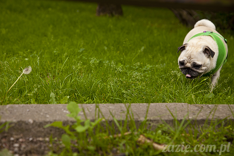 mopsy Kumok i Miszur w parku Sue Ryder na Starej Ochocie mopsy Kumok i Miszur śmieszne psy pugs mopsiki