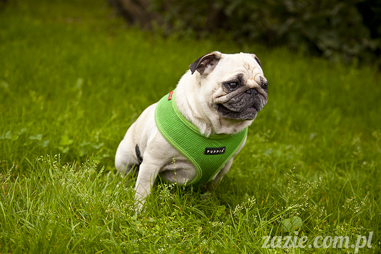 mopsy Kumok i Miszur w parku Sue Ryder na Starej Ochocie mopsy Kumok i Miszur śmieszne psy pugs mopsiki