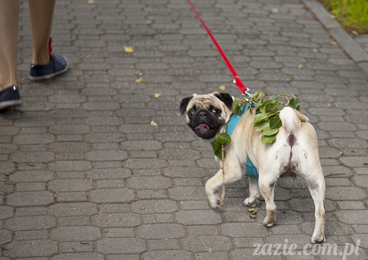 mopsy Kumok i Miszur w parku Sue Ryder na Starej Ochocie mopsy Kumok i Miszur śmieszne psy pugs mopsiki