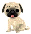 animated_pug_dog