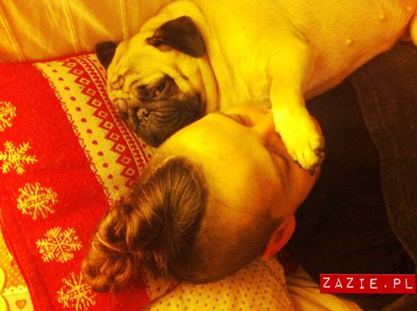 pies śpi z człowiekiem w łóżku, mopsy śpią leżą na człowieku, Kumok i Miszur oraz Syd, mopsy mopsiki Zazie