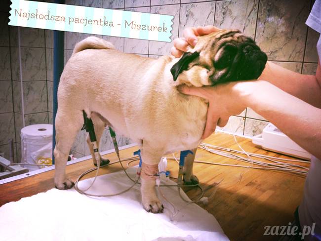 sterylizacja mopsa mopsiczki suki Miszura