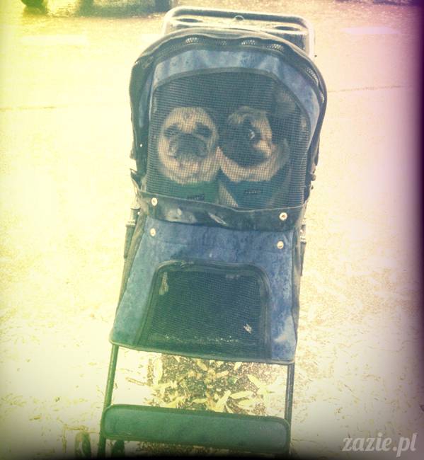 wózek dla psów, transport dla psa, wózek dla mopsów, kumok i miszur w wózku, mopsy Zazie
