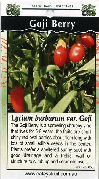 Goji-Berry-Lycium-Barbarum-var-Goji