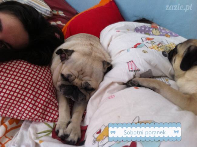 spanie z psem w łóżku, mops śpi na poduszce, pies śpi razem ze swoim właścicielem, czy pozwalacie psu spać w łóżku i wchodzić do łózka?