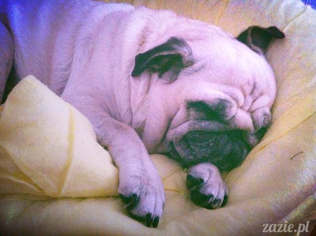 spanie z psem w łóżku, mops śpi na poduszce, pies śpi razem ze swoim właścicielem, czy pozwalacie psu spać w łóżku i wchodzić do łózka?
