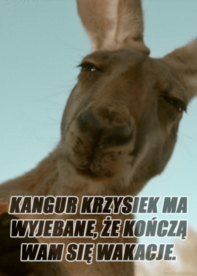 kangur_krzysiek
