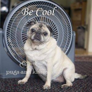 be_cool_pug