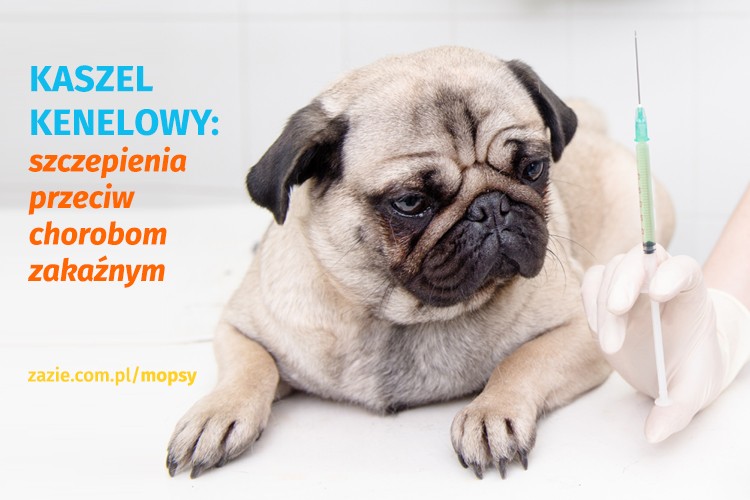 Kaszel kenelowy u psów, infekcje górnych dróg oddechowych u mopsów, mops się zapowietrza i ma problemy z oddychaniem, mops charczy i krztusi się