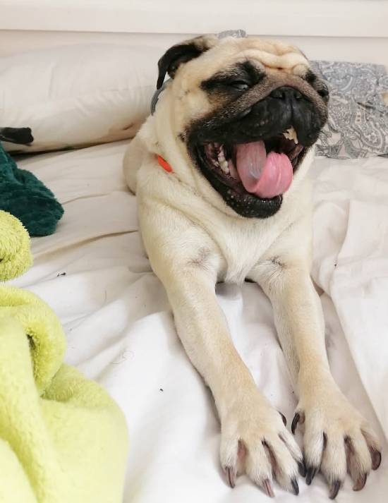 mopsiki Zazie mopsy Miszur i Czuczu