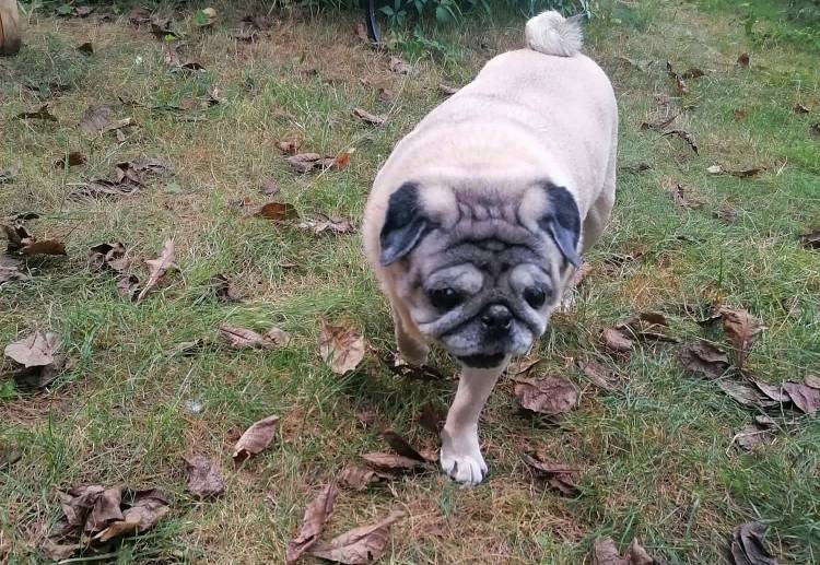 mopsiki Zazie mopsy Miszur i Czuczu