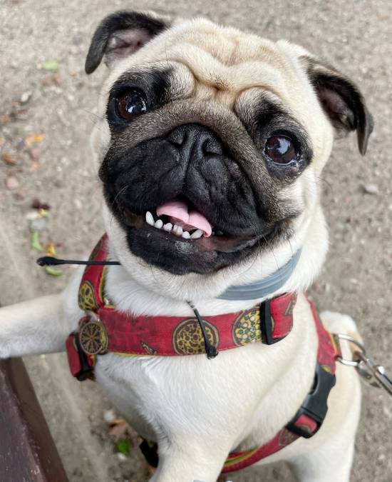 mopsiki Zazie mopsy Miszur i Czuczu