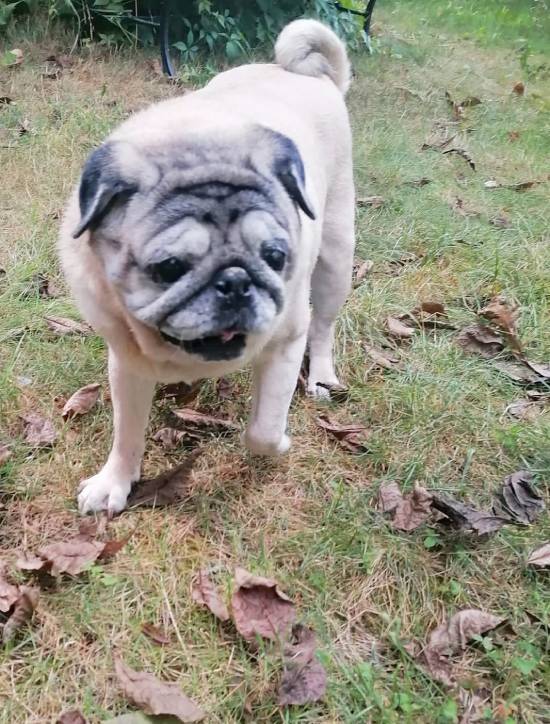 mopsiki Zazie mopsy Miszur i Czuczu