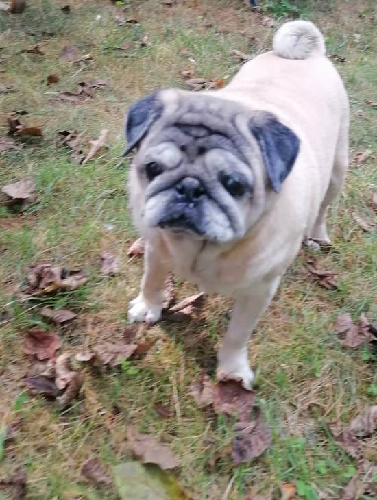 mopsiki Zazie mopsy Miszur i Czuczu