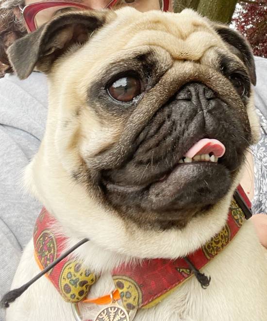 mopsiki Zazie mopsy Miszur i Czuczu