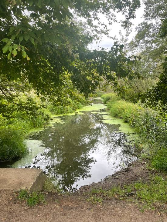 mopsiki Zazie mopsy Miszur i Czuczu