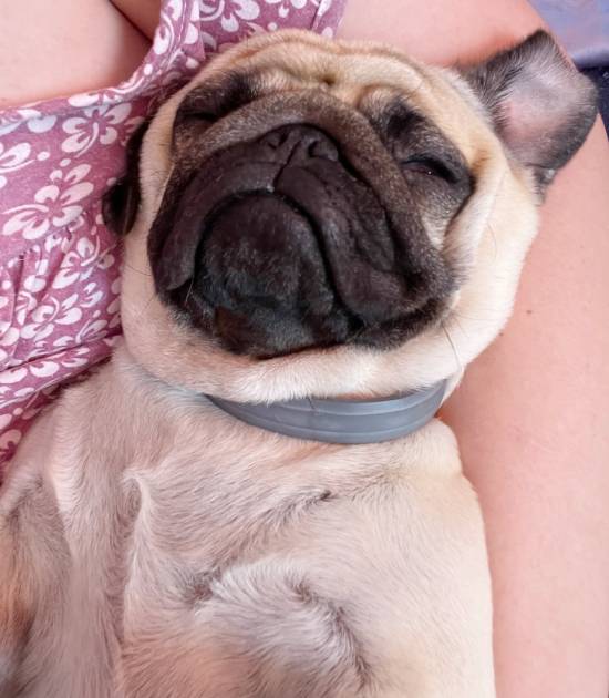 mopsiki Zazie mopsy Miszur i Czuczu