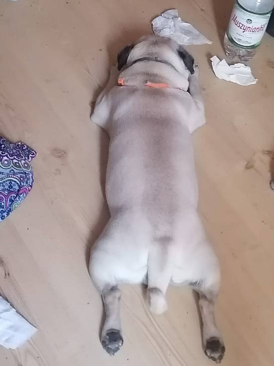 mopsiki Zazie mopsy Miszur i Czuczu