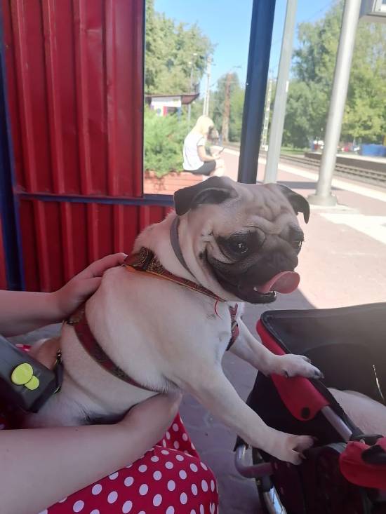 mopsiki Zazie mopsy Miszur i Czuczu