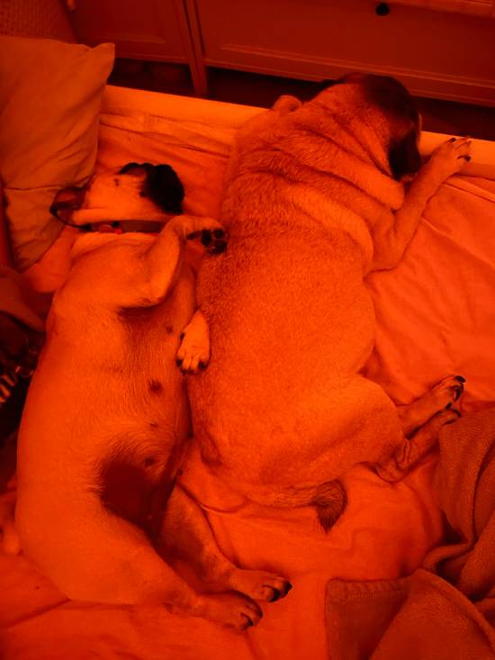 mopsiki Zazie mopsy Miszur i Czuczu