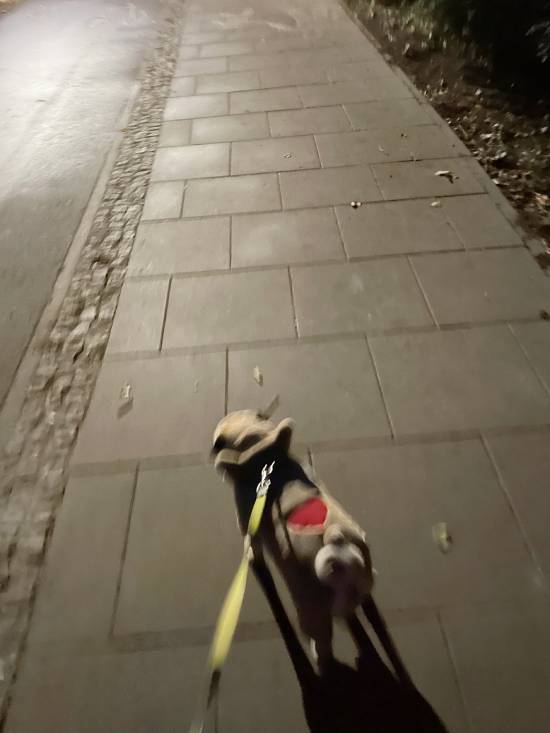 spacery z psem spacery z mopsikiem Czuczu na spacerze mopsiczka Czuczu